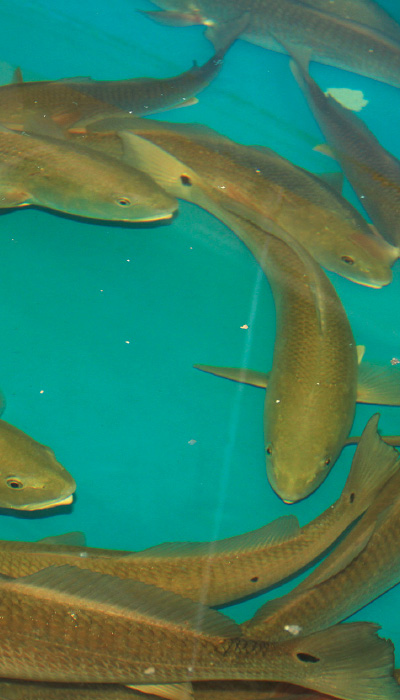 aquaculture innovation