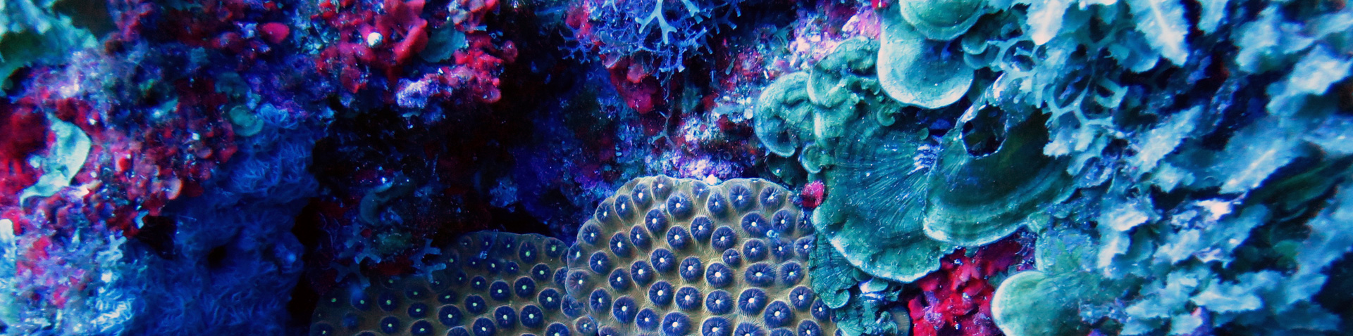 Ecosystem Conservation