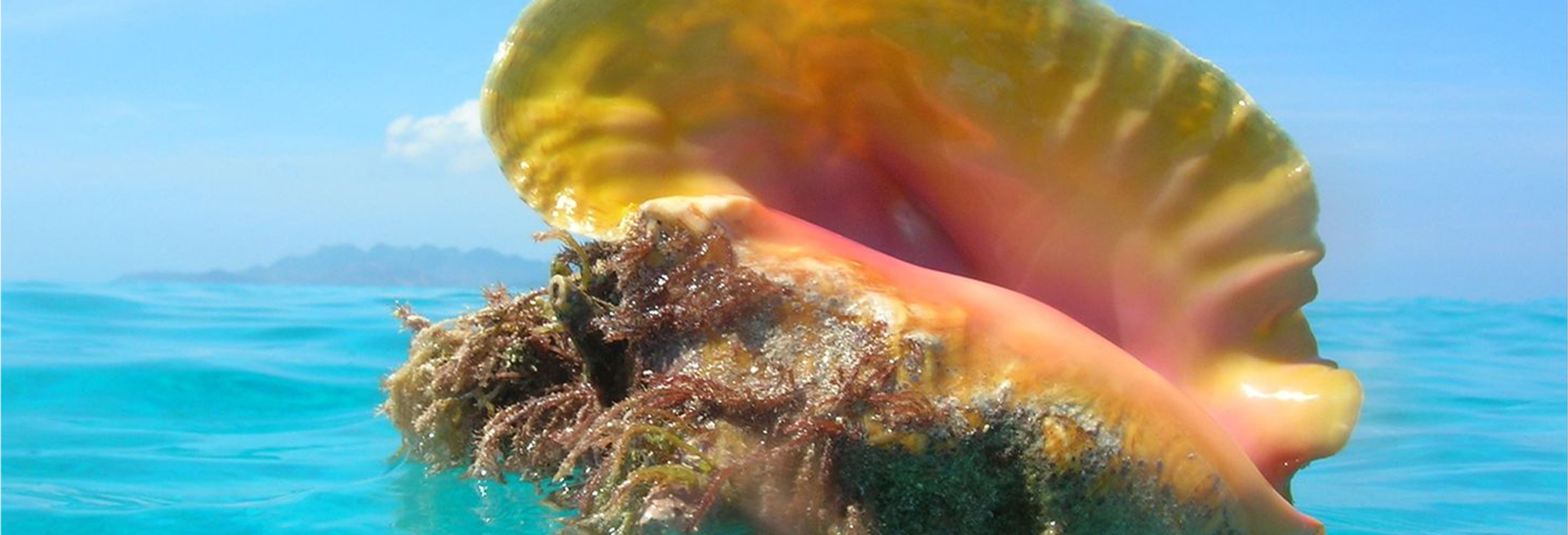 conch shell on beach by ocean