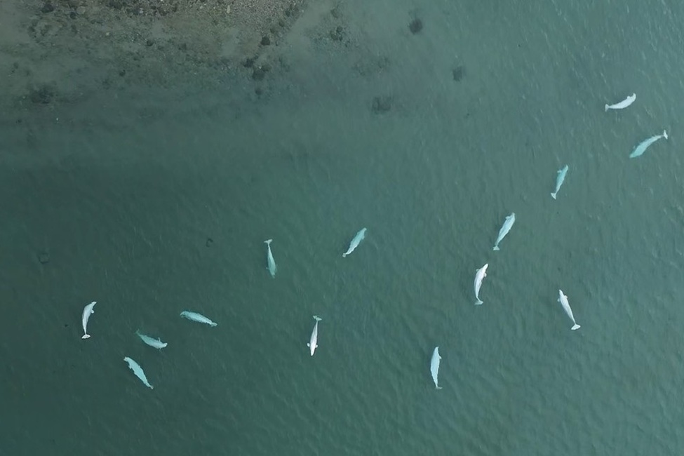 Beluga Whales 