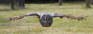 An owl flying