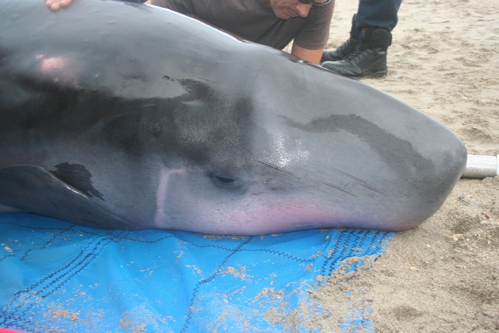 Stranded Pygmy Sperm Whale 