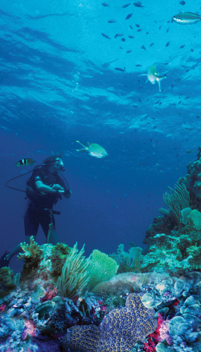 diver in ocean with coral reef