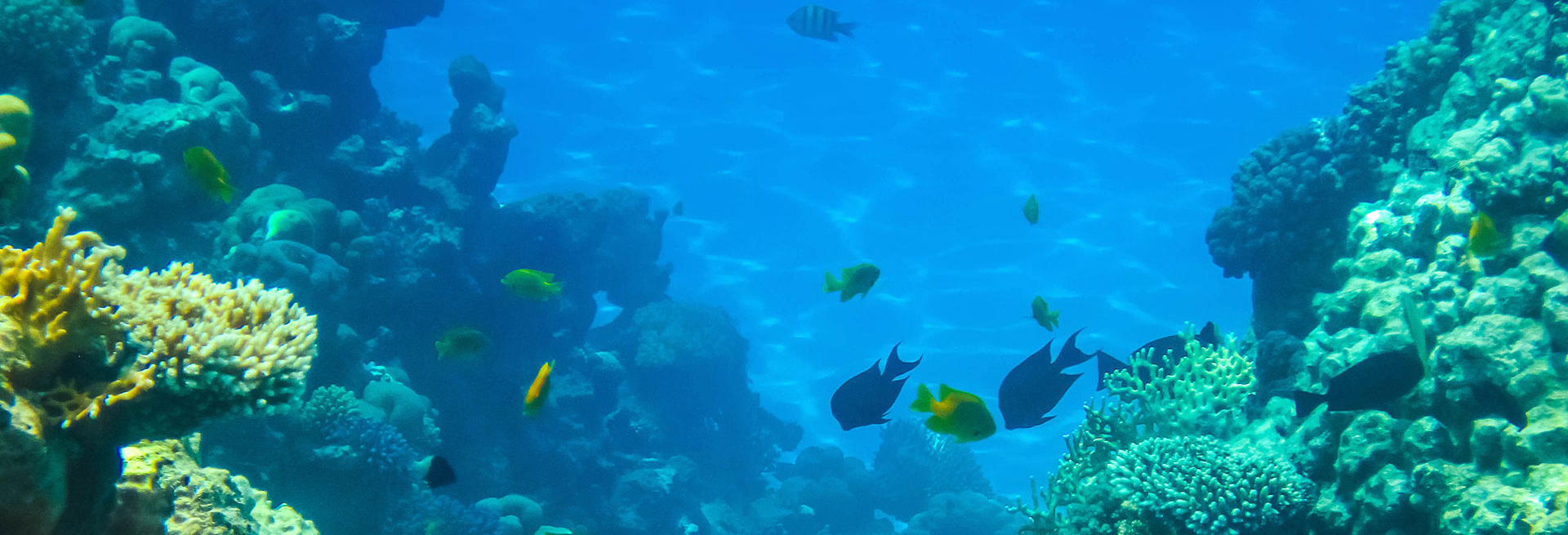 coral reef and fishes