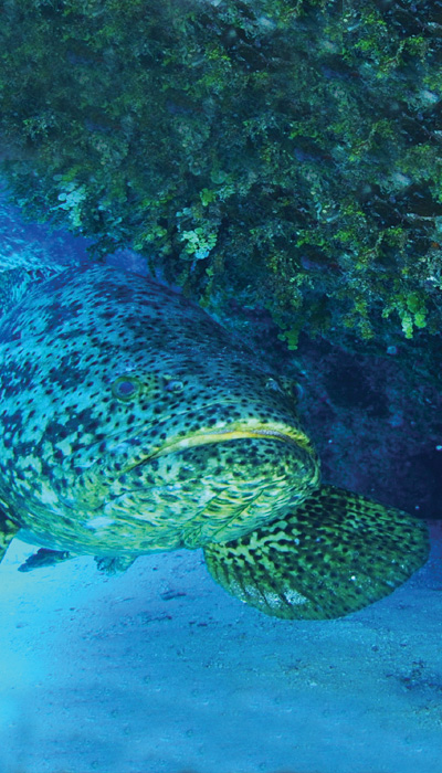 fish and coral in ocean