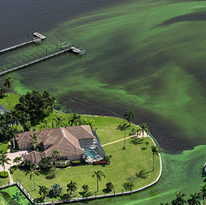 Harmful Algal Blooms in water near building and shore